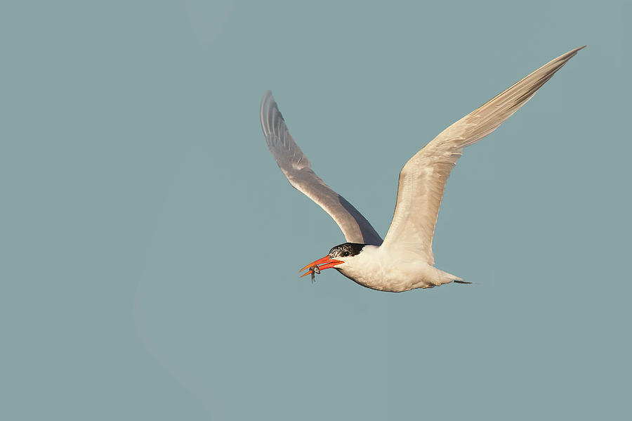 Catch Of The Day - Caspian Tern Huntington Beach California Photograph