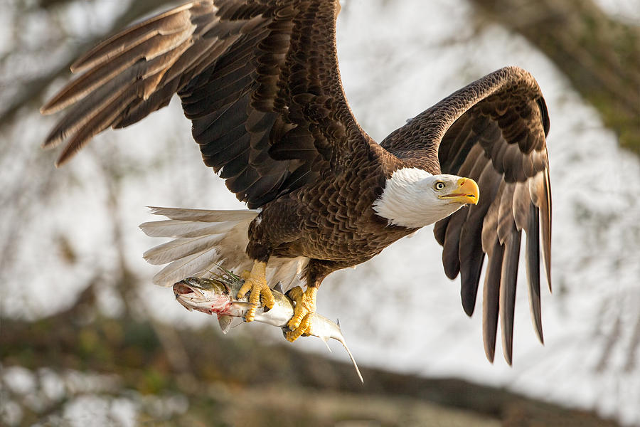 Catch of the Day Photograph by David Eppley