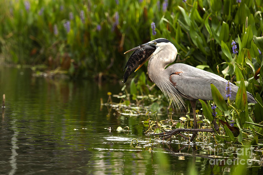 Catch of the day - Great Blue Heron Photograph by Anthony Totah