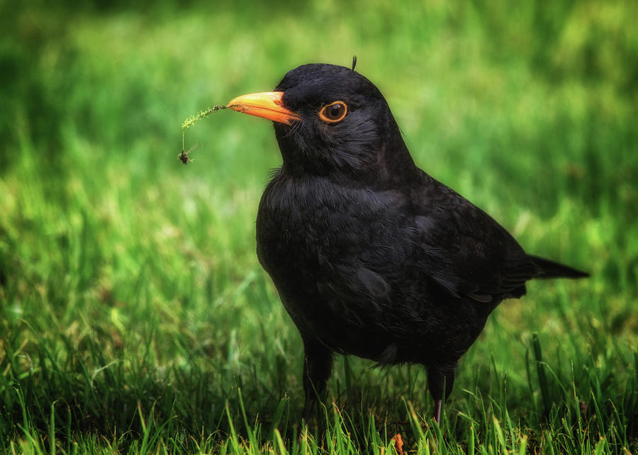 Catch of the Day Photograph by Hans Zimmer - Fine Art America