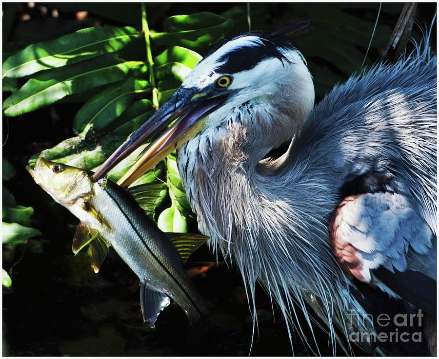 Heron Photograph - Catch of the Day by Pamela Blizzard