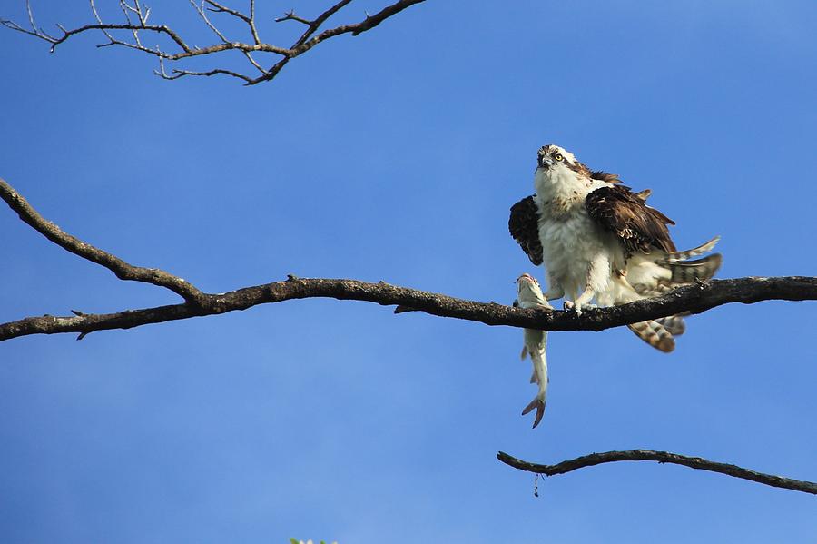 Osprey Photograph - Catch of the Day by Ramie Liddle