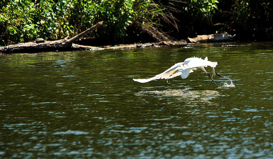 Heron Photograph - Catch Of The Day Series - 2 by Roy Williams