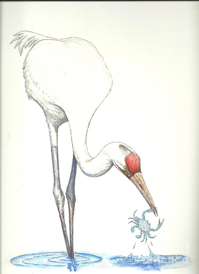 Whooping Crane Drawing - Catch of the Day by Sue Bonnar