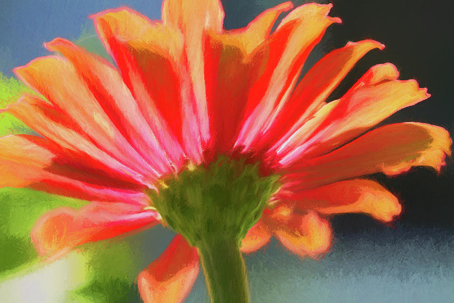 Catch the Fire Zinnia Photograph by Kathy Clark
