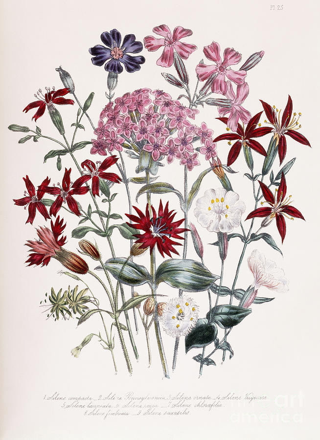 Catchfly  Silene Painting by Jane Loudon