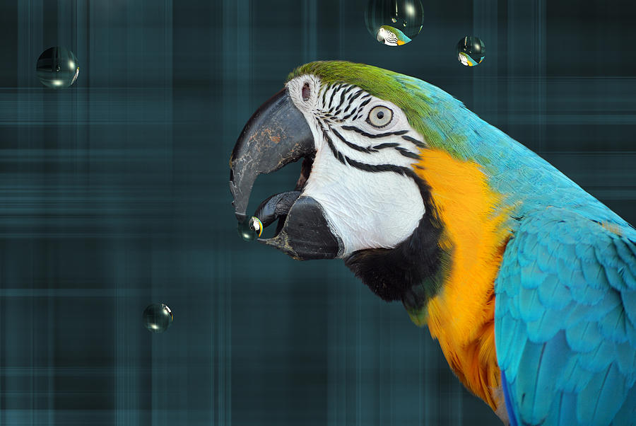 Macaw Photograph - Catching Bubbles by Maria Dryfhout