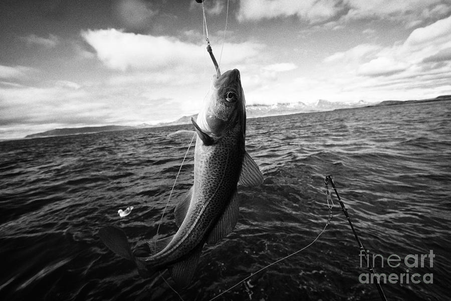 Boat Photograph - catching cod seafishing on a charter boat Reykjavik iceland by Joe Fox