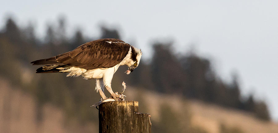 Osprey Photograph - Catching  by Kevin Dietrich