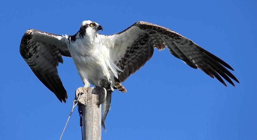Catching - Osprey Photograph by KJ Swan