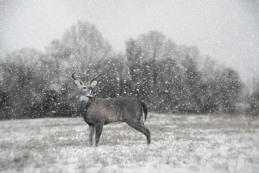 Catching Snow Flakes Deer Art Photograph by Jai Johnson