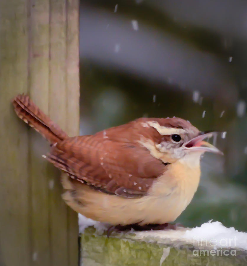 Catching Snowflakes Photograph by Kerri Farley
