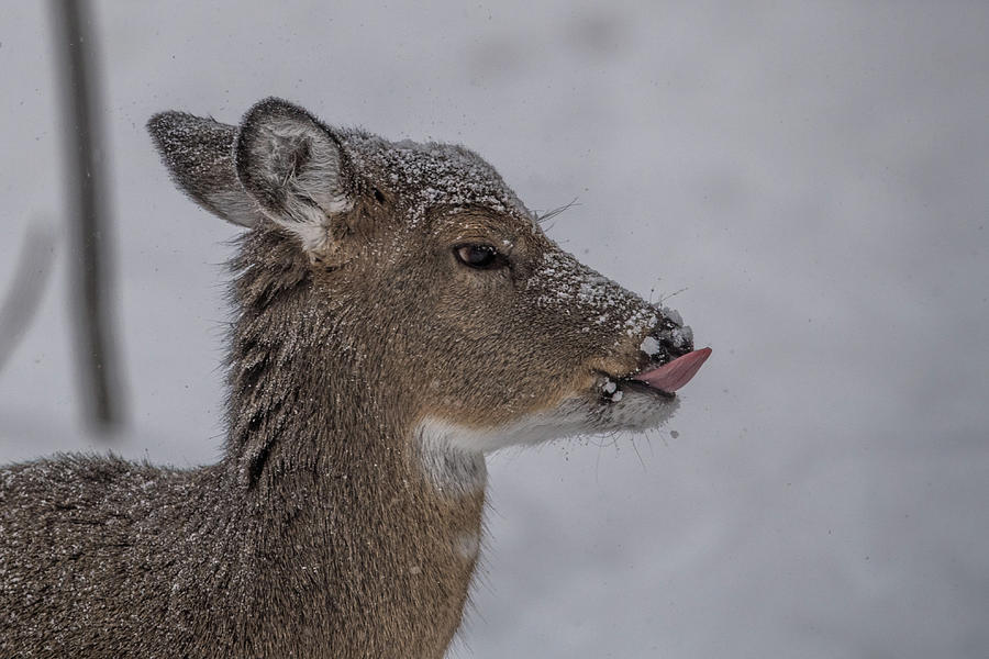 Catching Snowflakes Photograph by Paul Freidlund