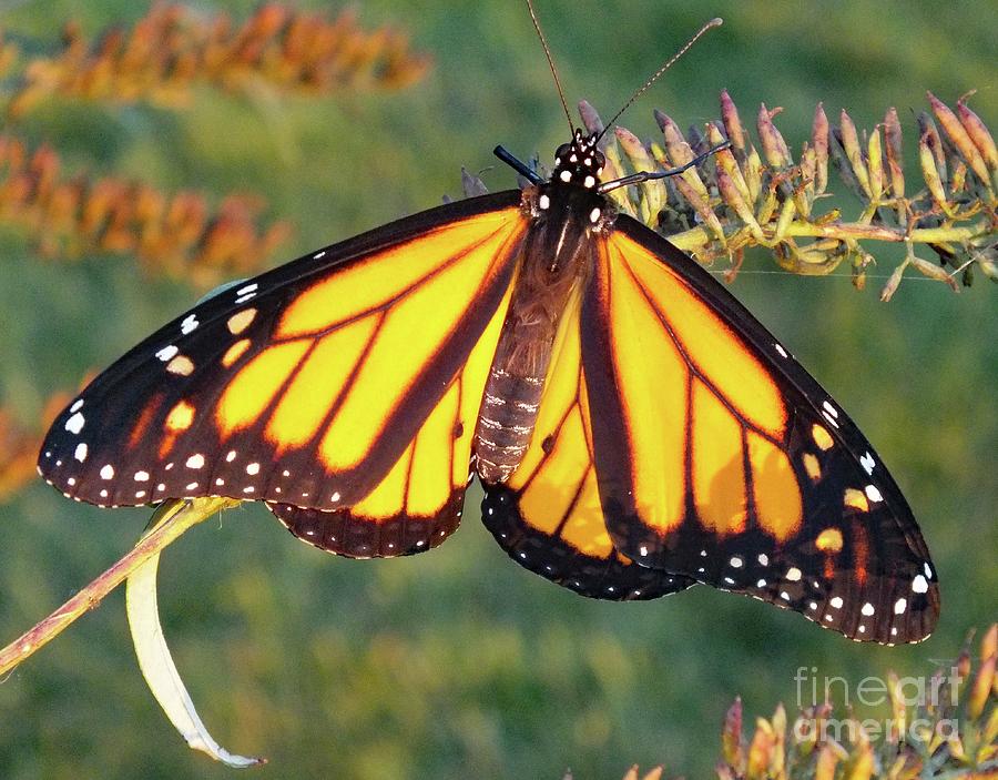 Catching Some Rays - Monarch Photograph by Cindy Treger