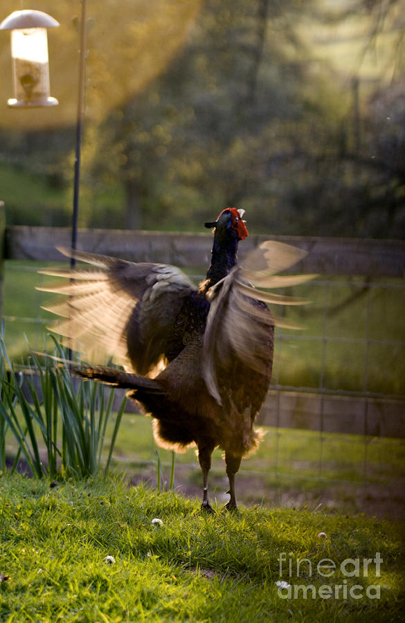 Pheasant Photograph - Catching The Sunshine by Ang El