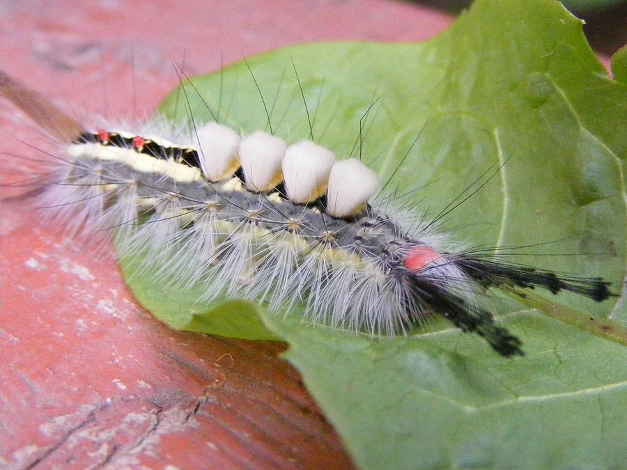 Vapourer Moth Caterpillar Photograph - Catepiller by Phil Chamberlin