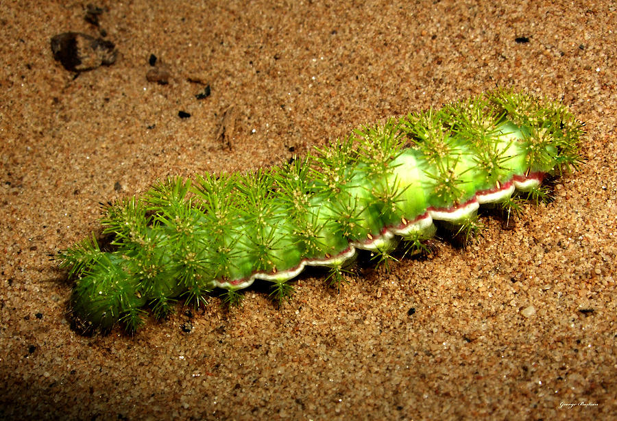 Caterpillar 009 - Macro Photograph by George Bostian