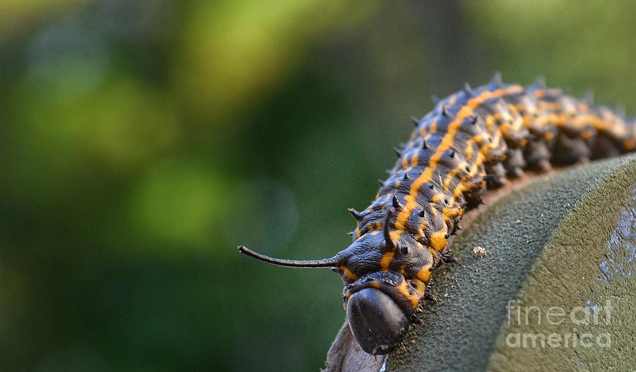 Macro -caterpillar Photograph by Adrian De Leon Art and Photography