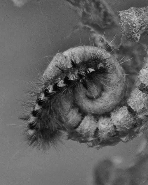 Caterpillar BW  Photograph by Charles Lucas