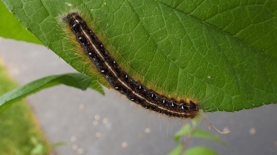 Caterpillar Photograph by Charles Ray