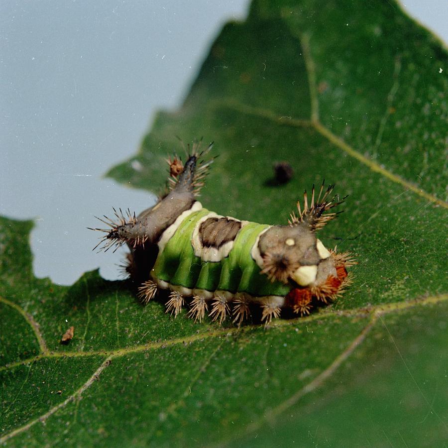 Caterpillar Eating A Leaf Drawing by CartographyAssociates
