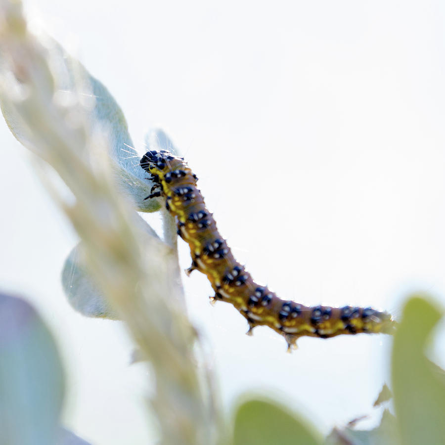 Caterpillar by Emily Bristor Caterpillar by Emily Bristor