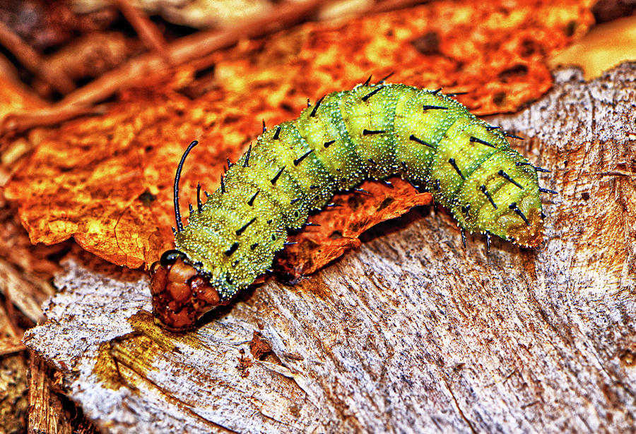 Caterpillar Getting A Drink 001 Photograph by George Bostian