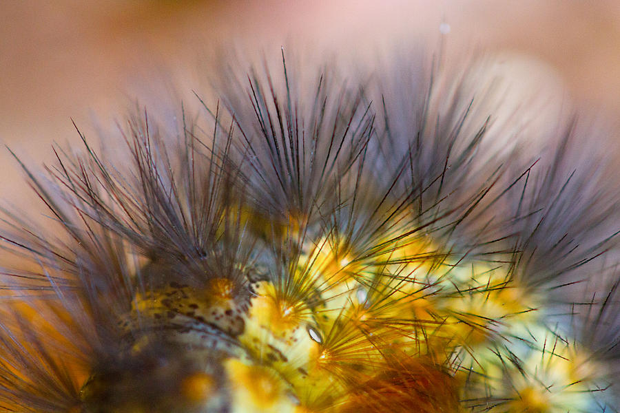 Caterpillar Hair Photograph by SR Green