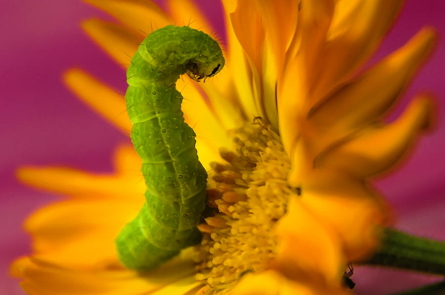 Caterpillar in Flower Photograph by Wolfgang Stocker