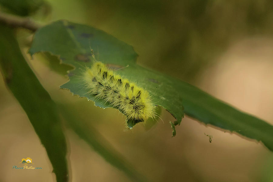 Caterpillar Photograph by Jim Thompson