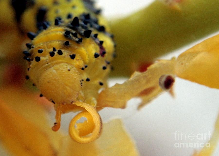Caterpillar Lunch Photograph by Robert Wilder Jr