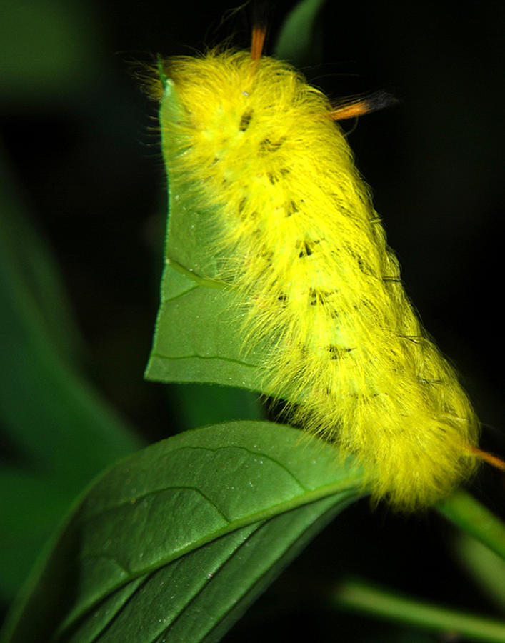 Yellow Photograph - Caterpillar by Mark Wiley Yellow Photograph - Caterpillar by Mark Wiley