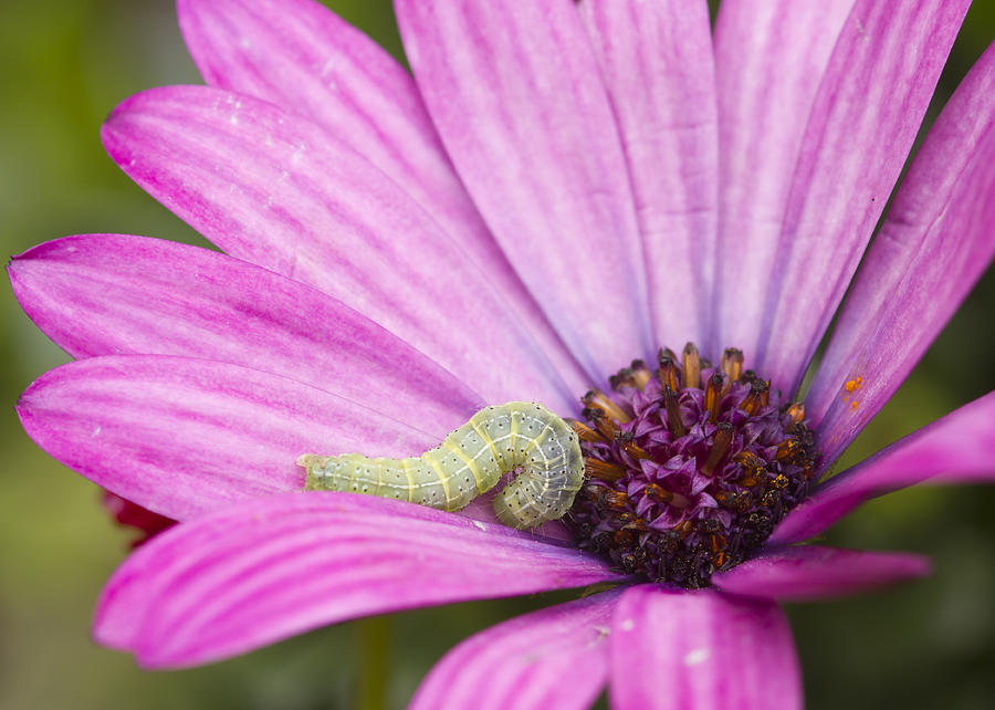 Caterpillar on a Flower Photograph by Chris Smith