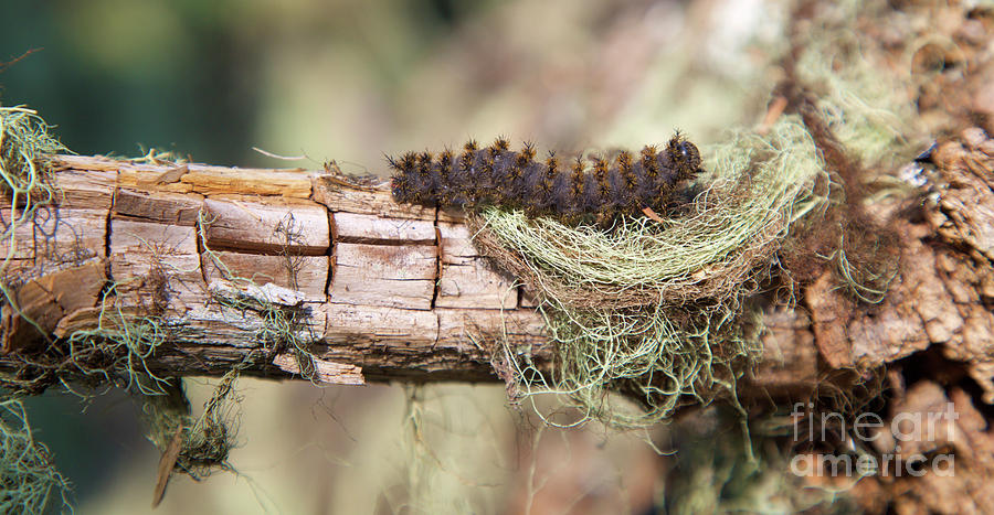 Caterpillar On A Log Photograph by Bruce Block