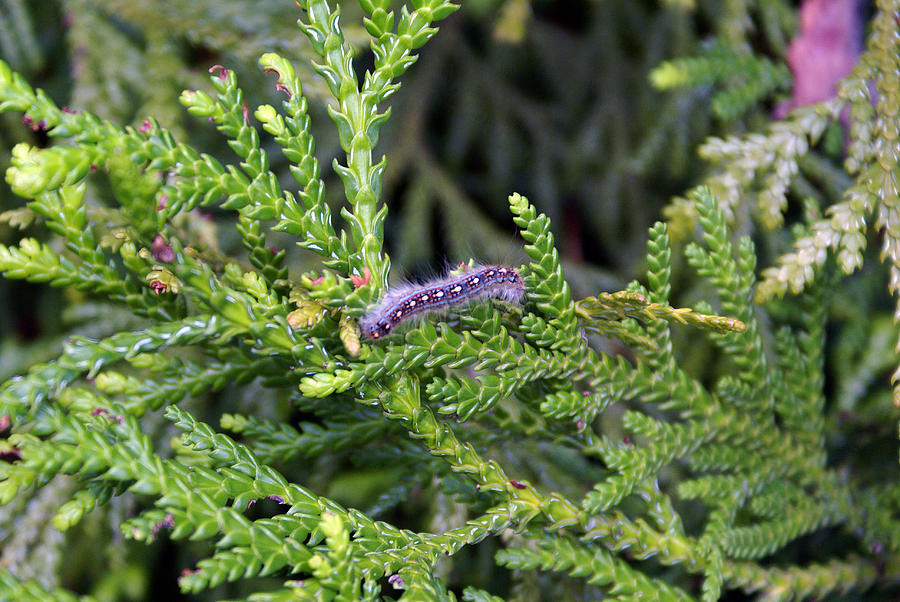 Caterpillar on Branch Photograph by Ben Upham III