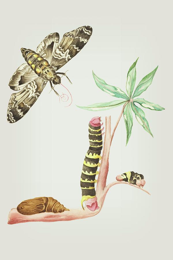 Caterpillar On Cassava And Turns Into A Moth In Four Weeks by Cornelis Markee 1763 Mixed Media by Movie Poster Prints