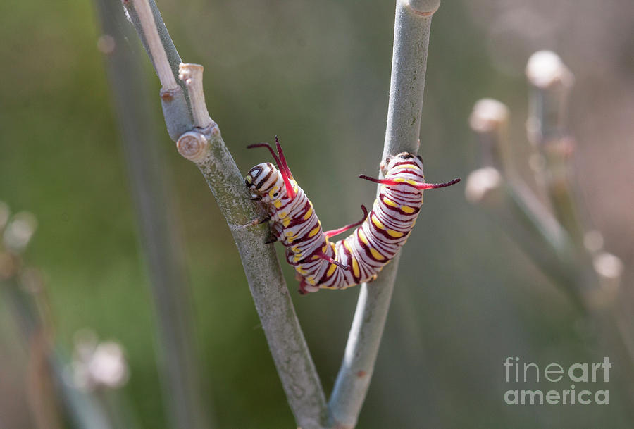 Caterpillar on milkweed Photograph by Ruth Jolly