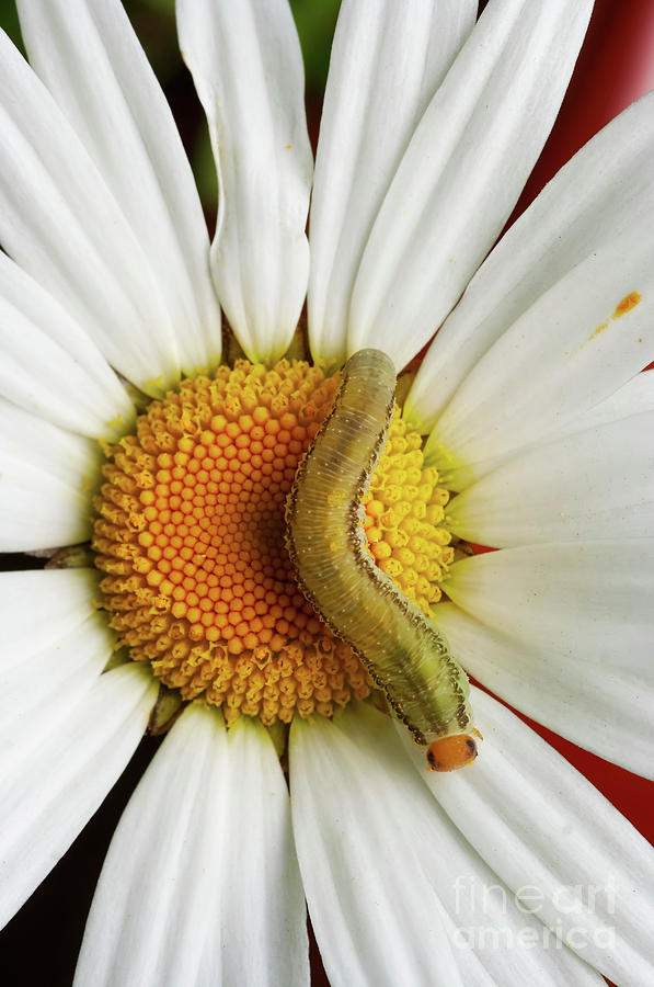 Caterpillar on the English daisy Photograph by Michal Boubin