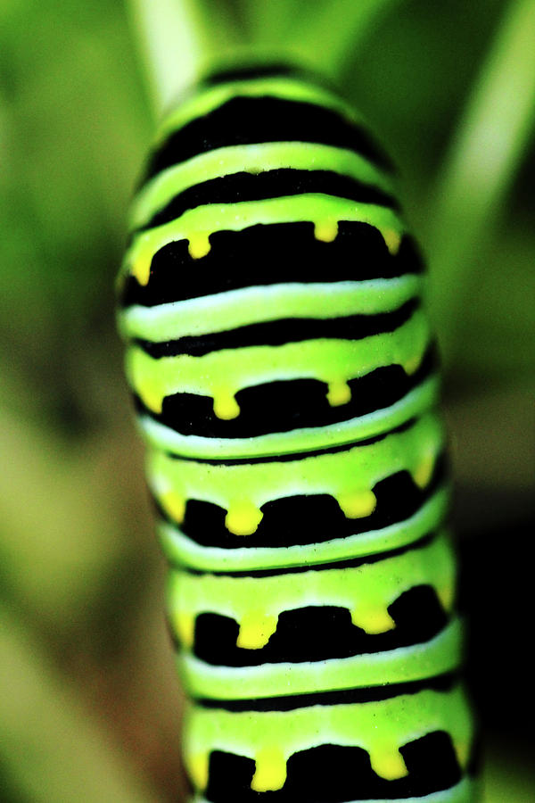 Caterpillar Stripes  Photograph by Debbie Oppermann
