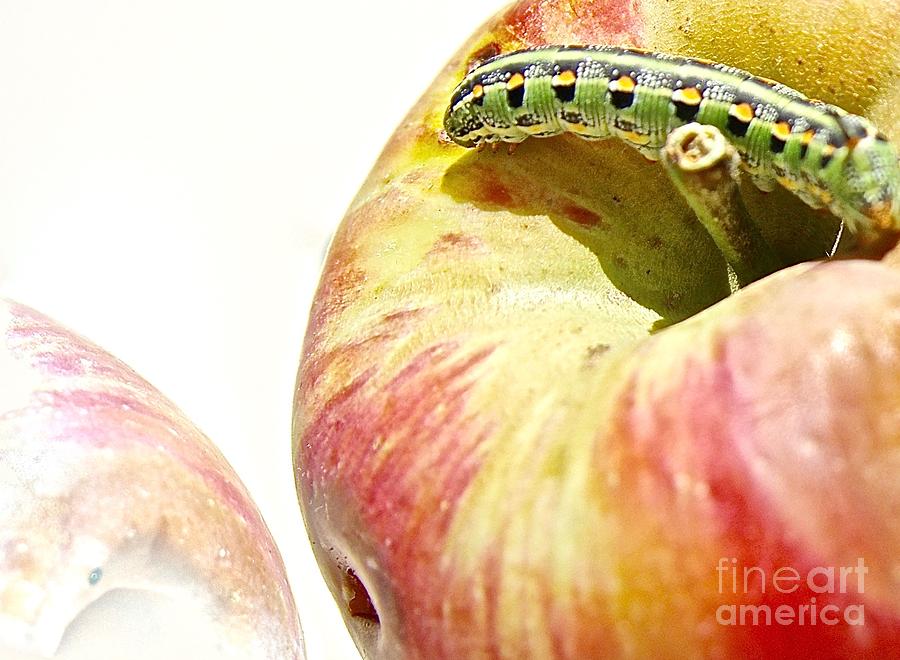 Caterpillar visits apple Photograph by Elisabeth Derichs