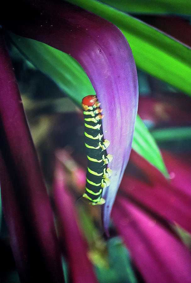 Jumbo Jamaican Caterpillar Photograph by William T Templeton