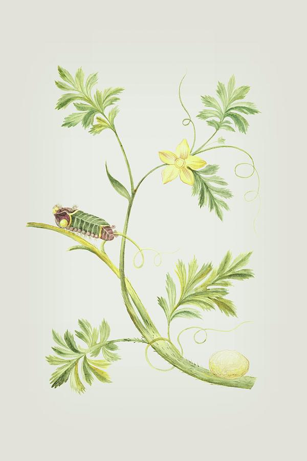 Caterpillar With Pupa On A Plant by Cornelis Markee 1763 Mixed Media by Movie Poster Prints