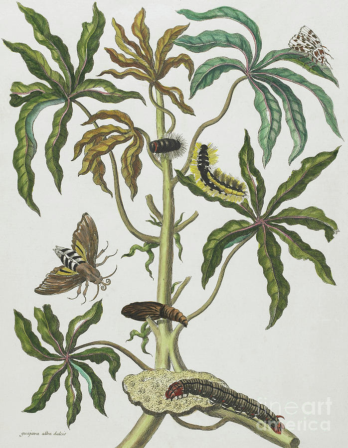 Maria Sibylla Graff Merian Painting - Caterpillars and Insects with Foliage by Maria Sibylla Graff Merian