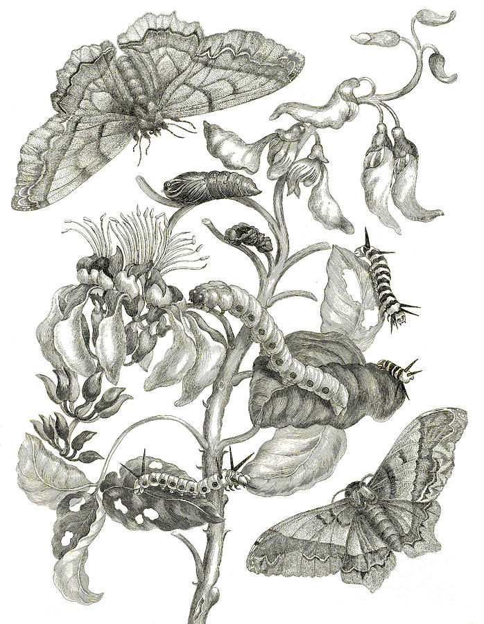 Caterpillars, Butterflies, and Flower Drawing by Maria Sibylla Graff Merian