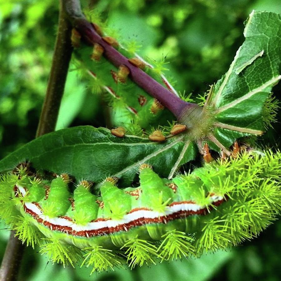 Nature Photograph - Caterpillars Eating Lunch...
#nature by Cheray Dillon
