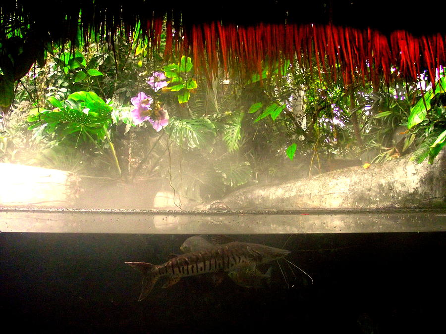 Catfish Below Photograph by John Olson