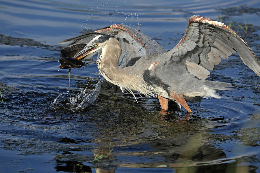 Heron Photograph - Catfish Dinner by Donna Kennedy