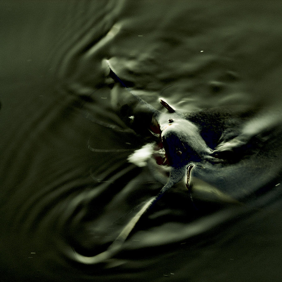Catfish Photograph by Patrick Kain