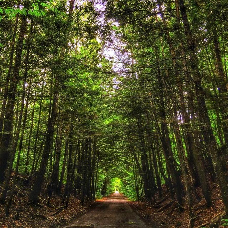 Horizons Photograph - Cathedral Forests by Nick Heap Horizons Photograph - Cathedral Forests by Nick Heap