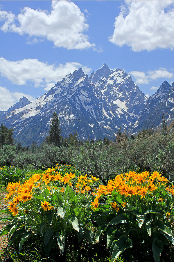 DM9328-Cathedral Group Tetons  Photograph by Ed  Cooper Photography